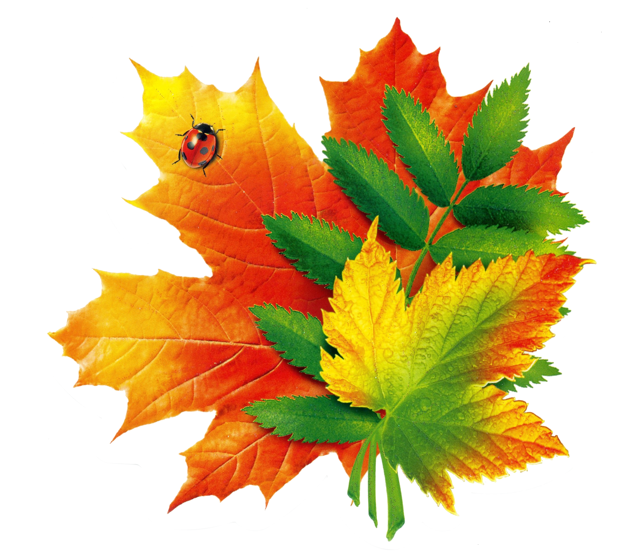 Листья для оформления класса. Осенние листочки. Красивые осенние листочки. Букет осенних листьев. Букет из осенних листьев.