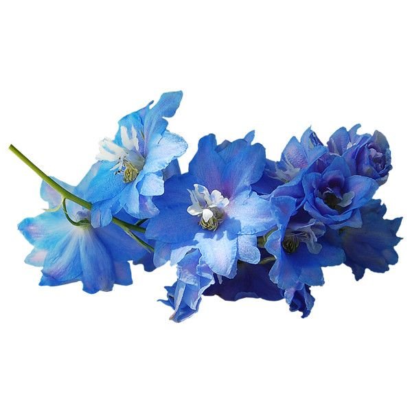 Синий цветок на ветке на белом фоне