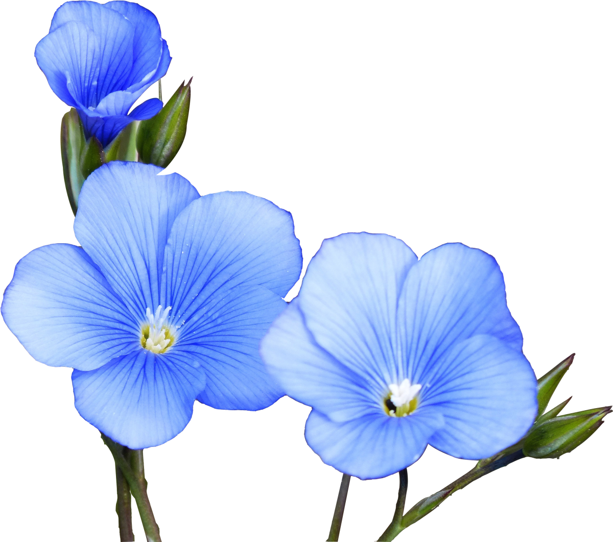 Цветок рисунок на прозрачном фоне. Голубые цветы. Синие цветочки. Цветы без фона. Цветы на прозрачном фоне.