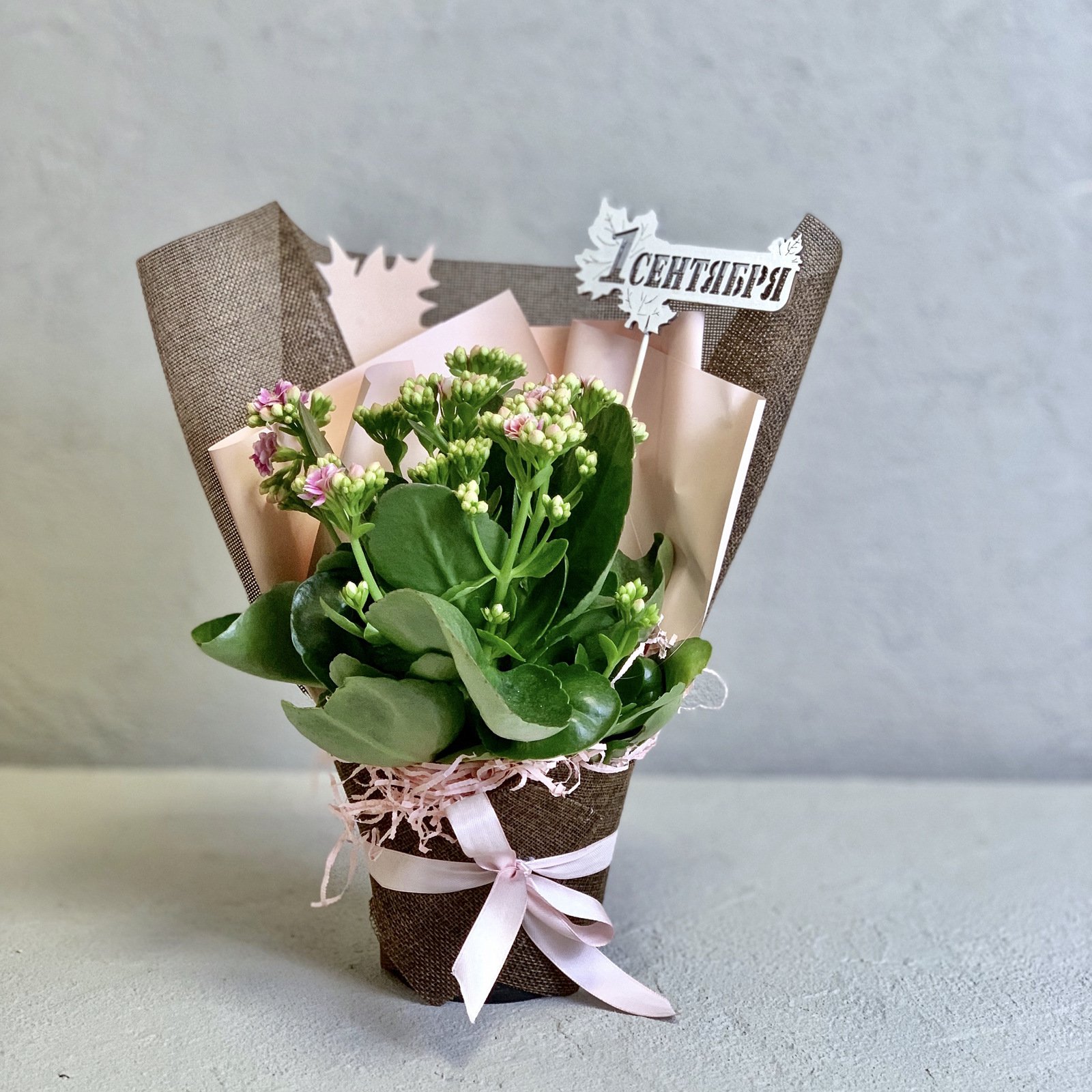 Kalanchoe alticola. Упаковка цветка в горшке. Упаковка для цветов в горшках. Подарочные цветы в горшках. Подарить комнатное растение