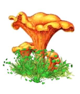 Гриб Лисичка рисунок