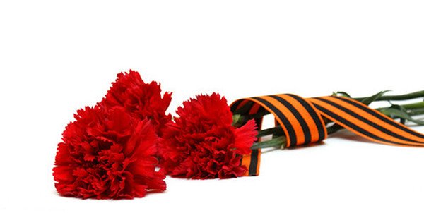 Гвоздики 9 мая