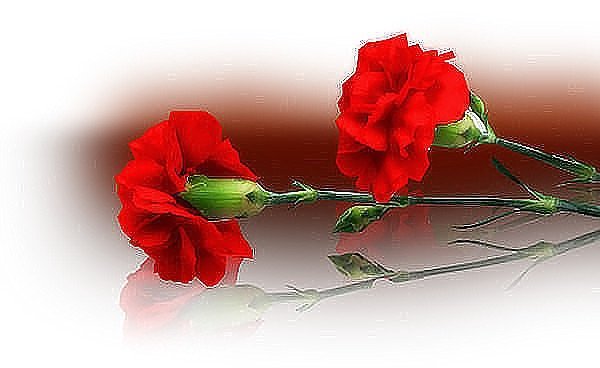 Вечная память гвоздики