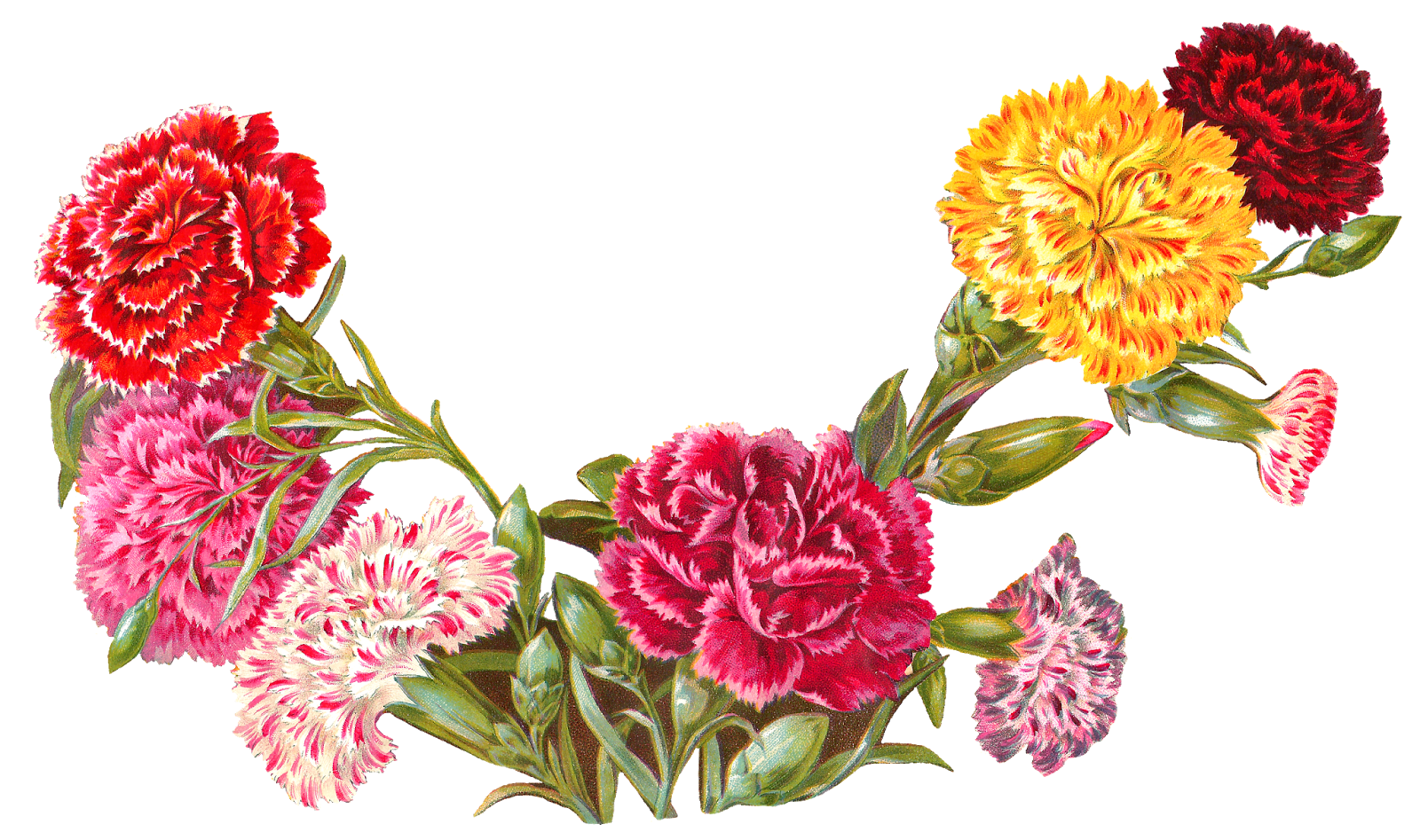 Гвоздика Донсел. Carnation Flower букет. Гвоздика Sunflor Sofia. Гвоздика ПСД. Цветы мая рисунок