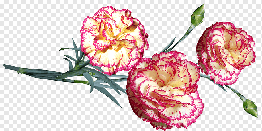 Маска гвоздика. Диантус цветы. Гвоздика страйпед. Гвоздика Dianthus Coronet Strawberry. Срезанные розы Диантус.