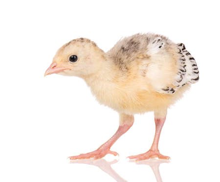 Индюшонок на белом фоне