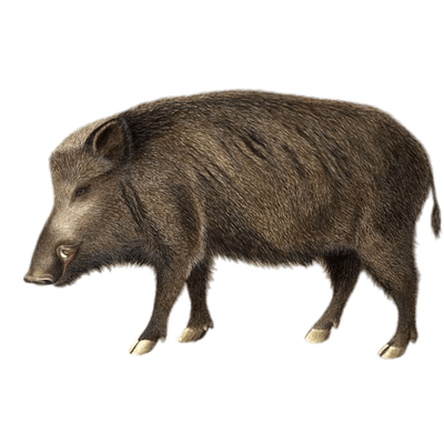 Кабан для детей