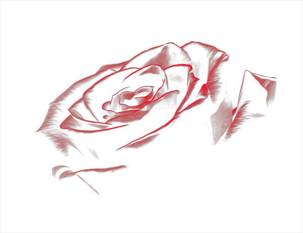 Роза на прозрачном фоне тонкая обводка