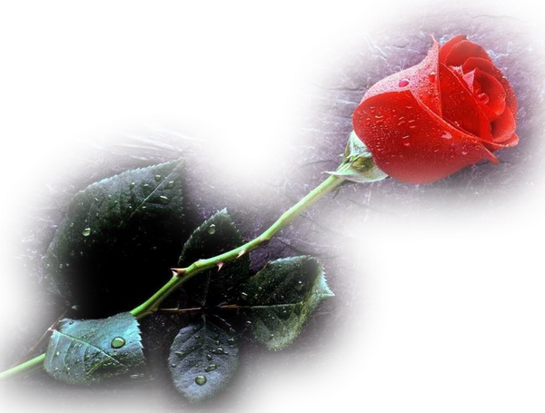 Роза в снегу на прозрачном фоне