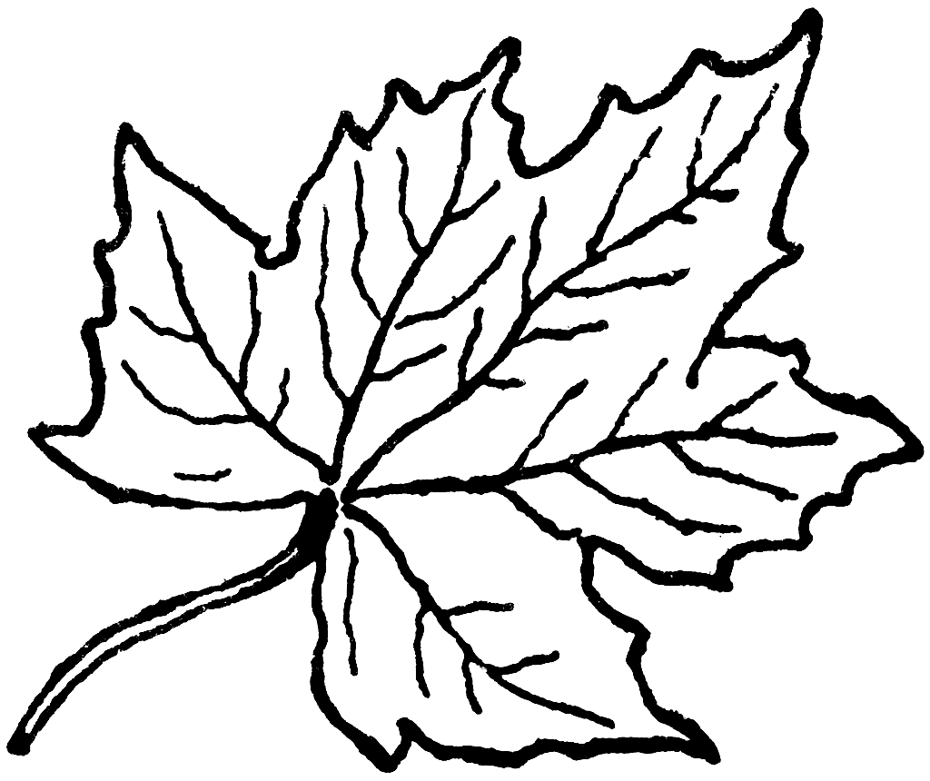 Черно белые картинки листьев. Листья раскраска. Лист рисунок раскраска. Листик раскраска. Кленовый лист раскраска.