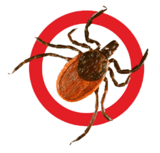 Клещ на прозрачном фоне