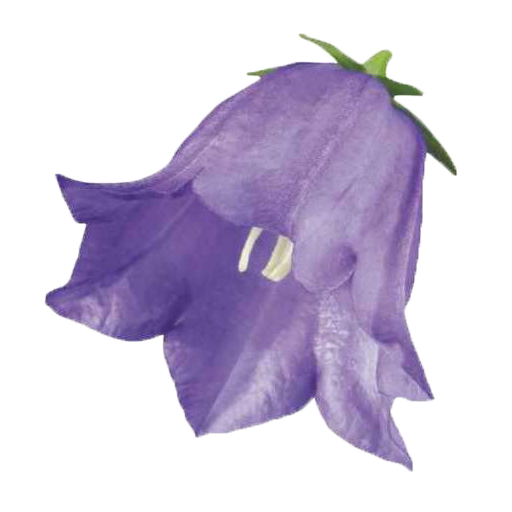 Колокольчик цветок для детей