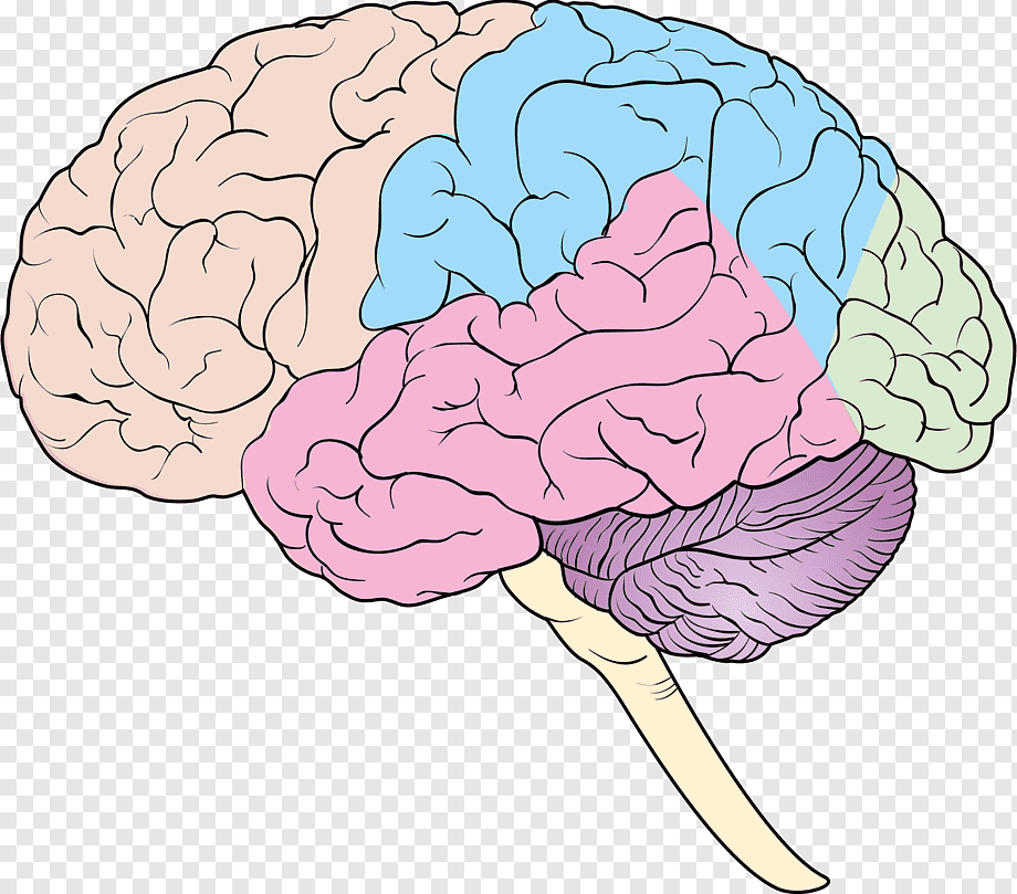 Мозг без подписей. Головной мозг. Мозг рисунок. Изображение головного мозга. Головной мозг человека рисунок.