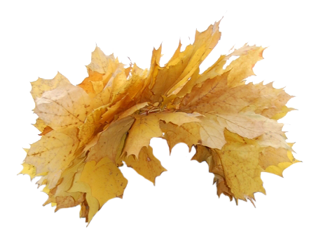 Желтая листва