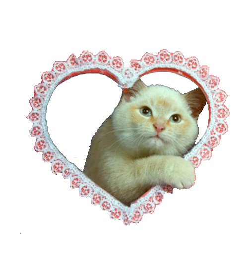Стикер котенок с сердечком