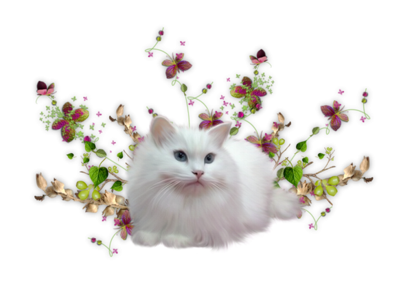 Кошка с цветами на прозрачном фоне