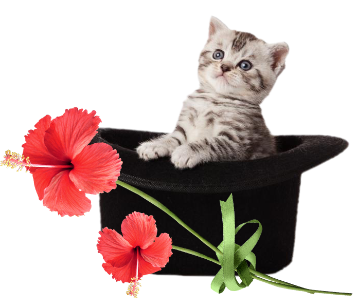Chat tubing. Кошка с цветами. Котик с цветочком. Котята с цветами на белом фоне. Котик с цветами на прозрачном фоне.