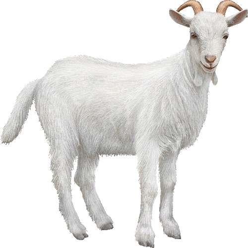 Белый козлик