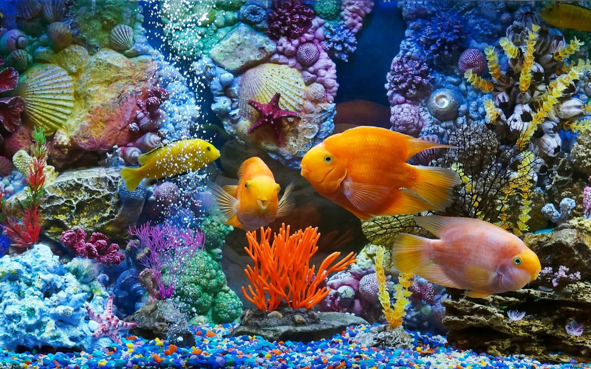 Рыбки аквариум обои. Рыбки для аквариума. Красивые рыбы. Красивые рыбки для аквариума. Яркие рыбки.