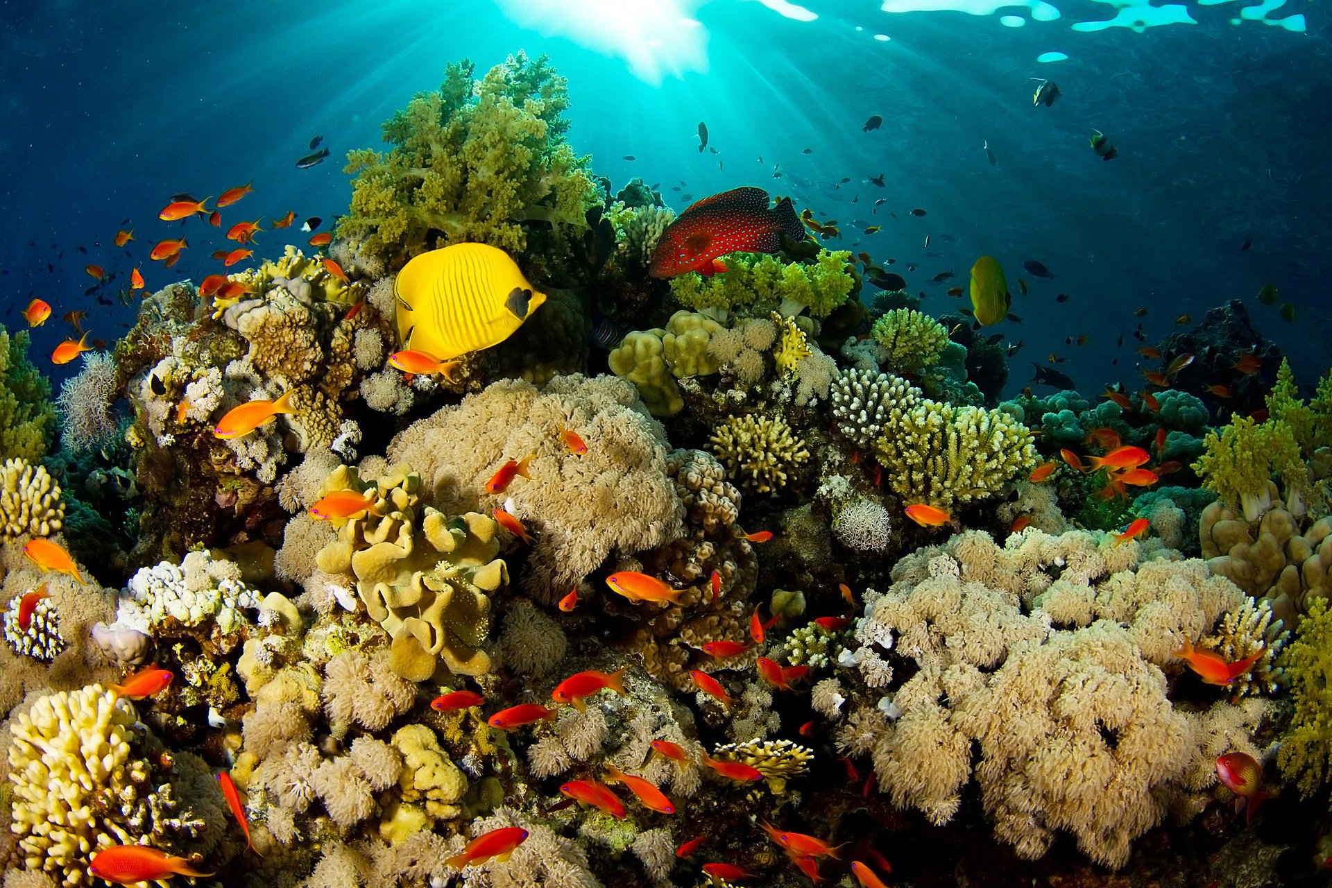 Живой мир видео. Большой Барьерный риф подводный мир. Коралловые рифы красного моря. Коралловый риф панорама Сафага. Австралия риф.