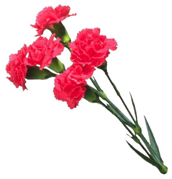 Гвоздики букет Победы