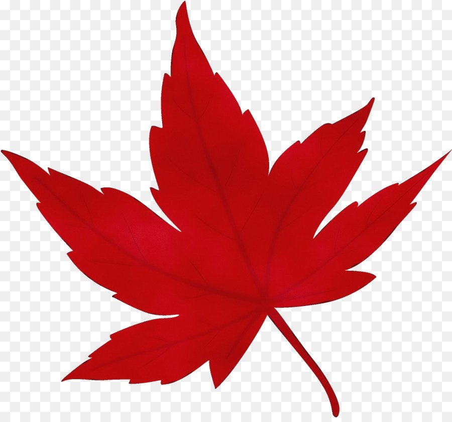На белом листе бумаги нарисован красный цветок. Листик. Красный кленовый лист. Красный листочек. Осенние листочки красные.