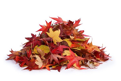 Кучка листьев