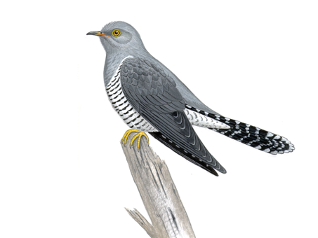 Кукушка на белом фоне для детей