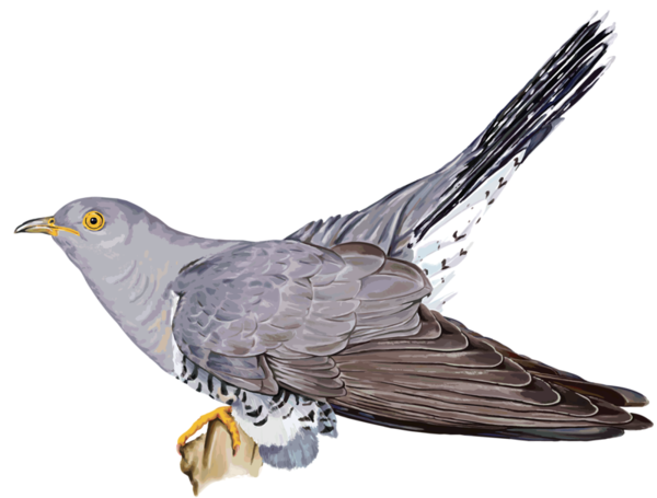 Кукушка птица на белом фоне