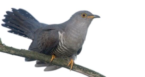 Кукушка на прозрачном фоне