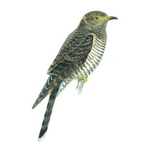 Кукушка на прозрачном фоне