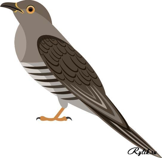 Кукушка мультяшная