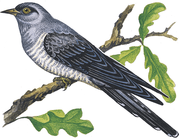 Г Скребицкий Кукушка