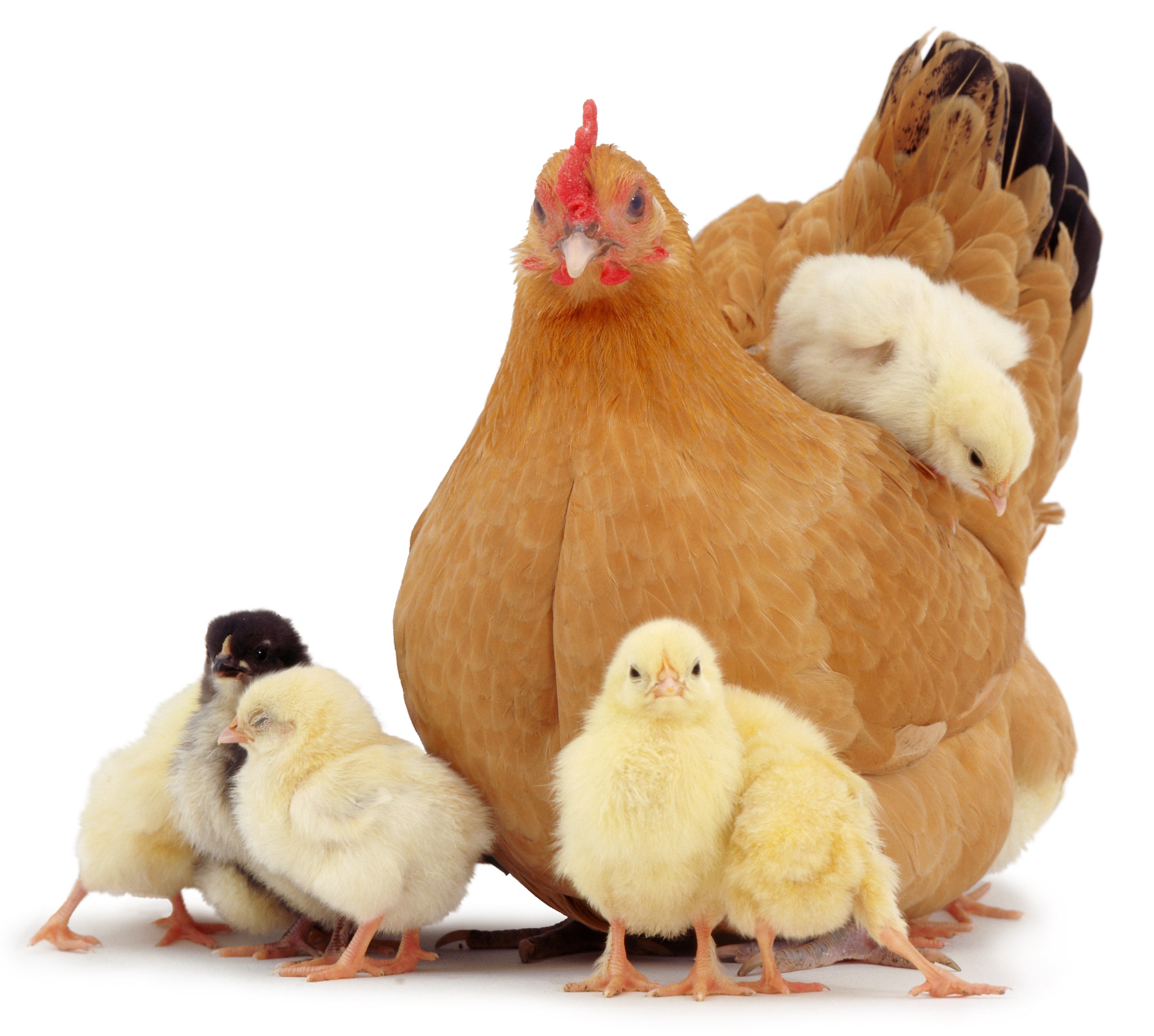 Курица с цыплятами. Курочка с цыплятами. Цыпленок на белом фоне. Курица на белом фоне. Четверо цыплят