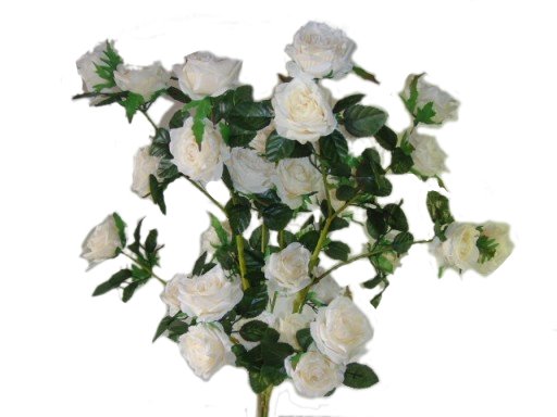 Роза белая куст на белом фоне