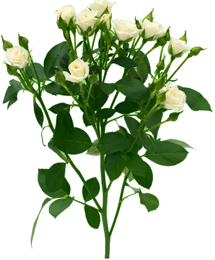 Роза белая куст на белом фоне