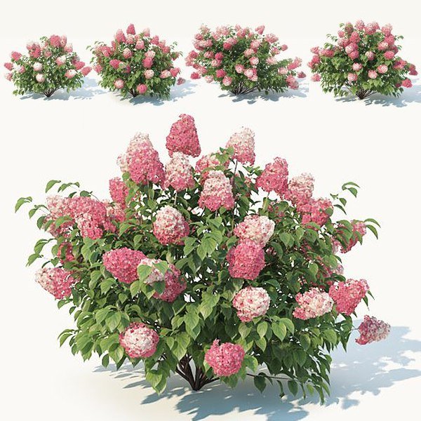 Гортензия метельчатая розовая куст