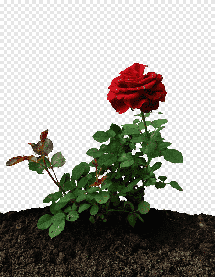 Розы в полный рост. Куст розы. Куст розы на прозрачном фоне. Розы растущие кустом. Куст розы на белом фоне.