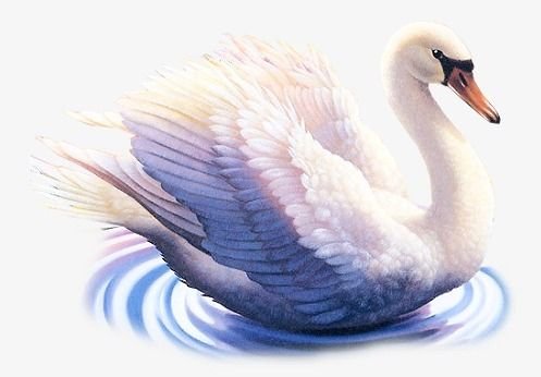 Лебедь сказочный на белом фоне
