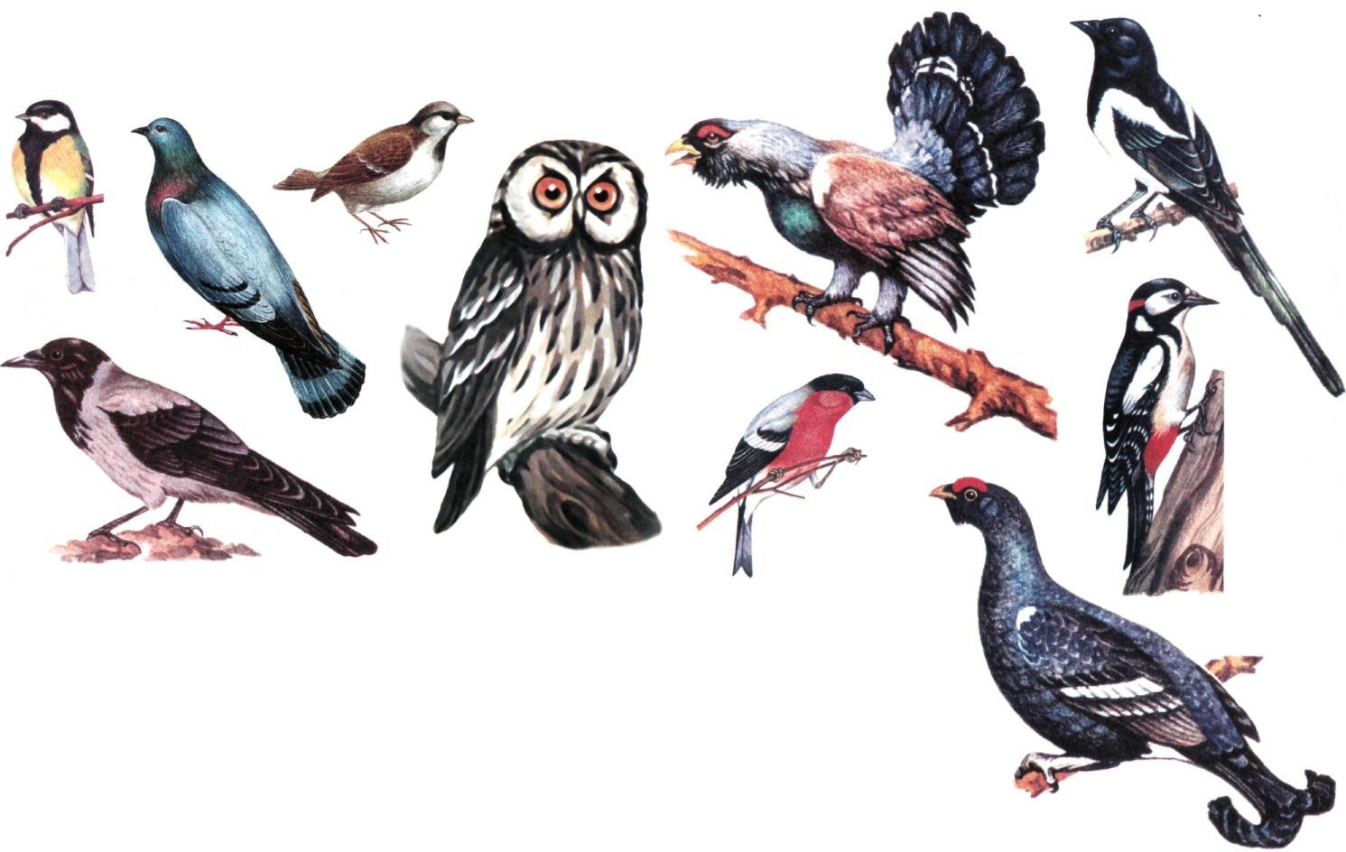 Образ жизни птиц леса