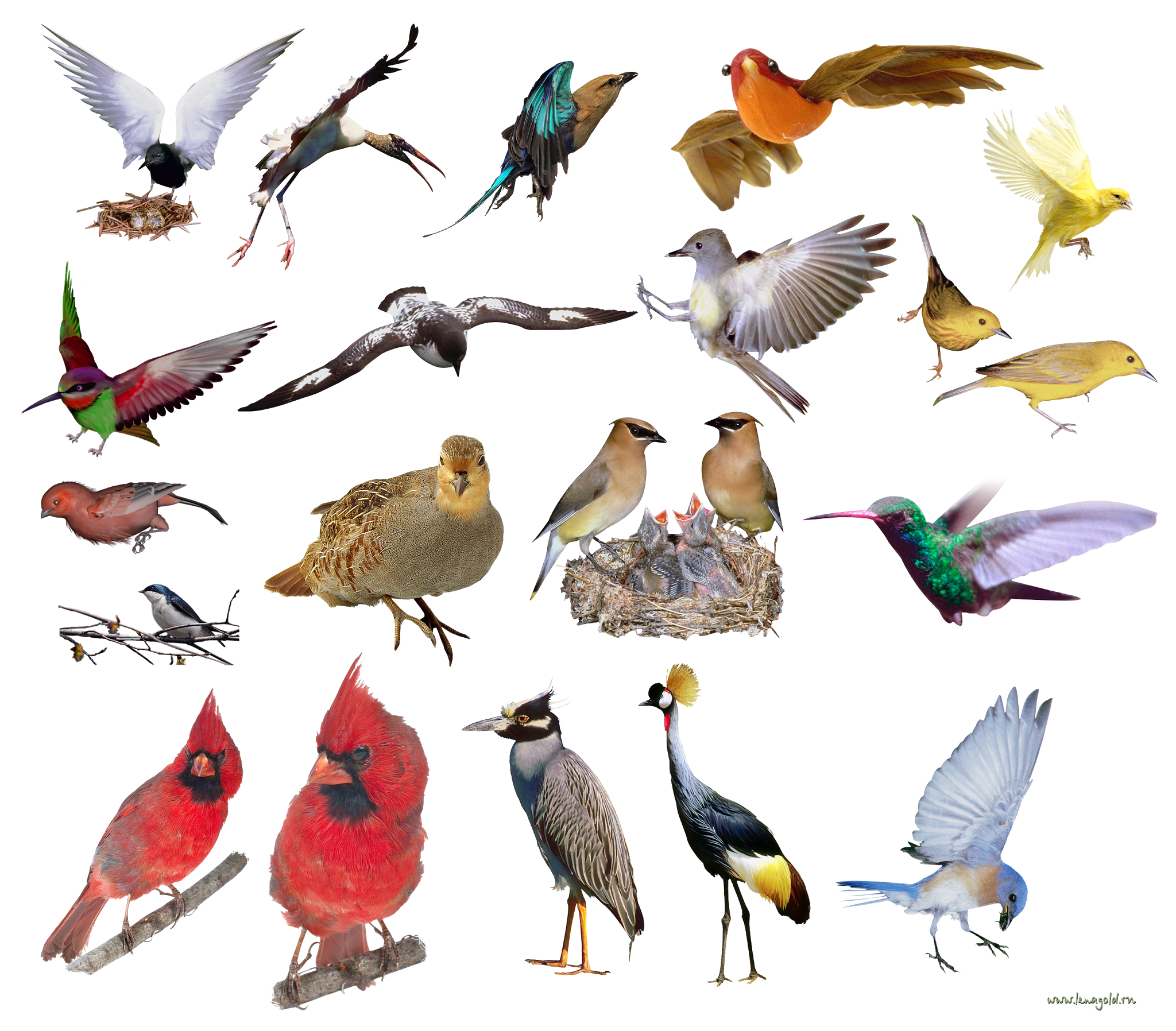 Разнообразие видов птиц. Разные птицы. Множество птиц. Птицы картинки. Птичка на белом фоне.