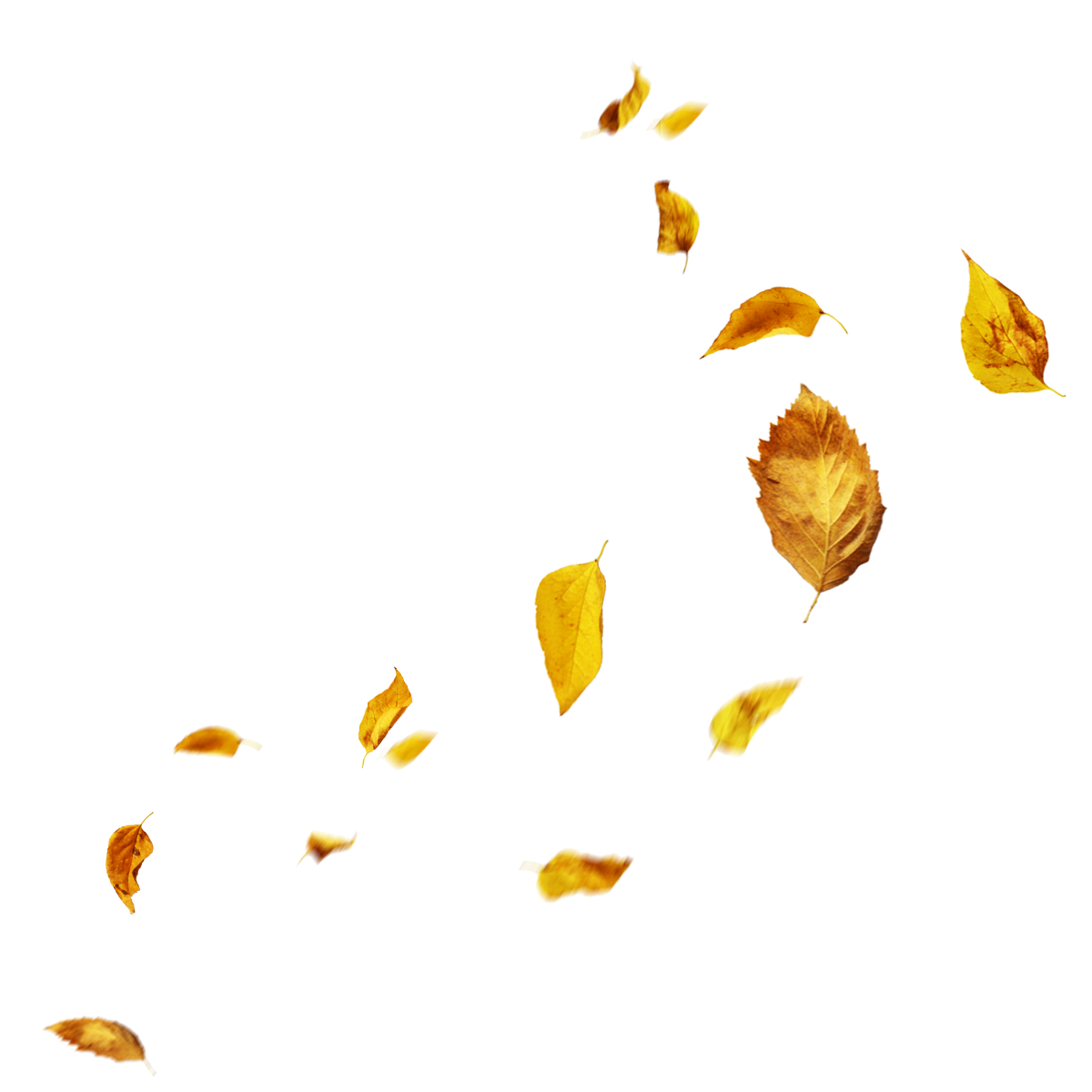 Листья на прозрачном фоне. Листья летят. Листочки на прозрачном фоне. Падающие листья на прозрачном фоне. Летящие по ветру листья