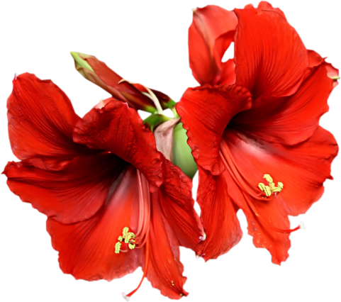 Красные лилии на прозрачном фоне