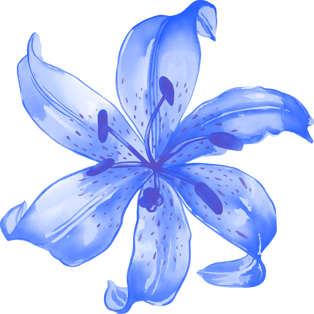 Цветок рисунок на прозрачном фоне. Синяя Лилия Лилия Блу. Голубая Лилия Геншин. Цветочки на прозрачном фоне. Картинки цветы на прозрачном фоне.
