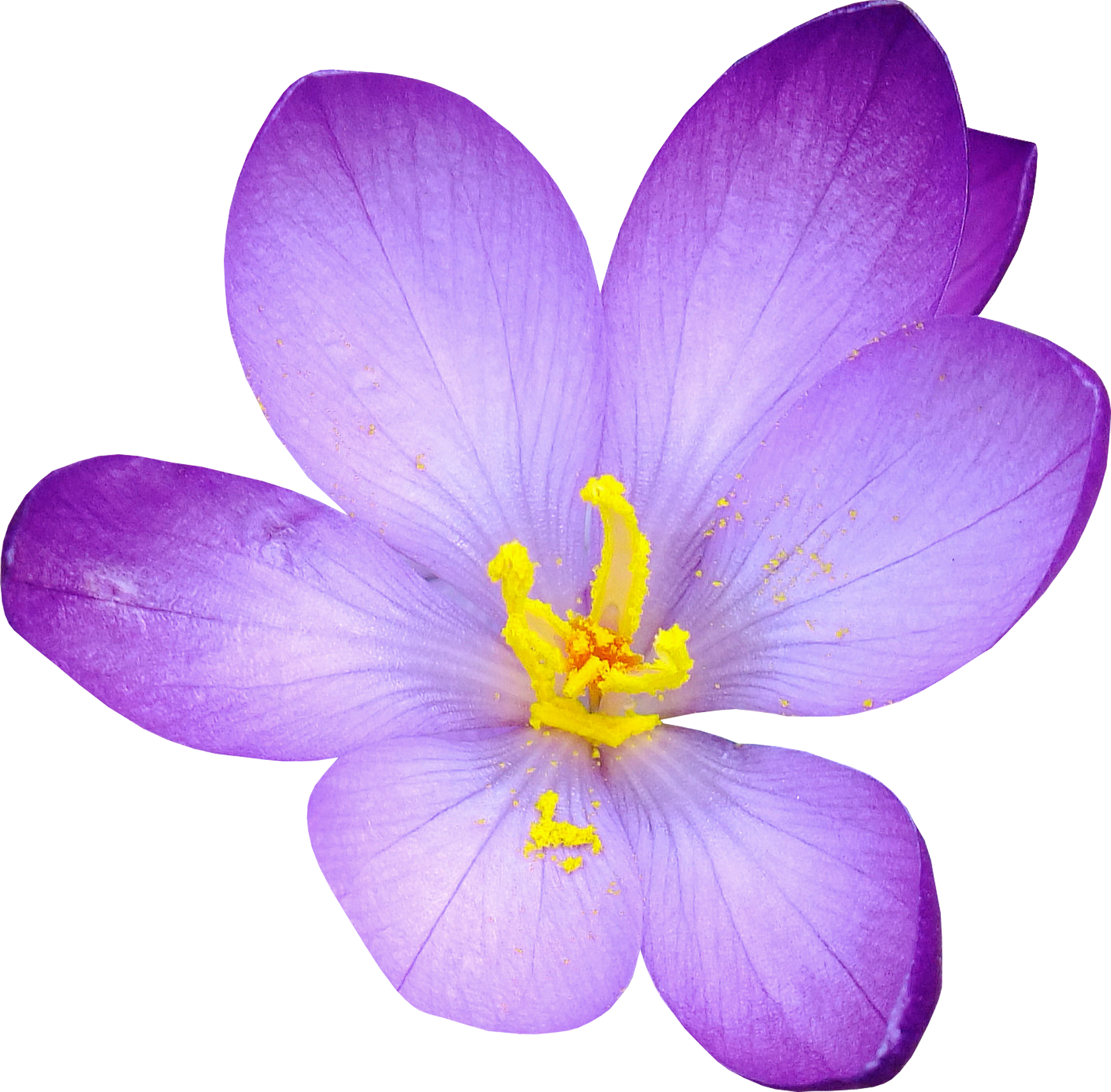 Цветок рисунок на прозрачном фоне. Безвременник цветок. Крокус цветок фиолетовый. Цветы на прозрачном фоне. Цветы без фона.