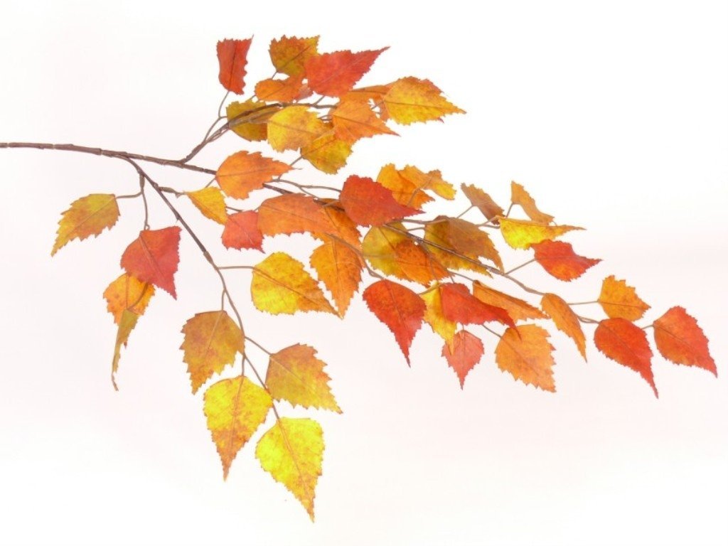 Ветка осенних листьев. Осенняя ветка. Осенняя ветка на прозрачном фоне. Ветка с осенними листьями. Осенняя веточка берёзы.