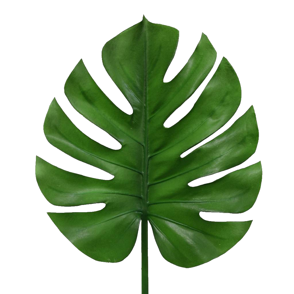 Большие листья монстеры. Тропические лист Monstera. Монстера дубиа. Листы тропических растений монстера. Монстера пиннатипартита.