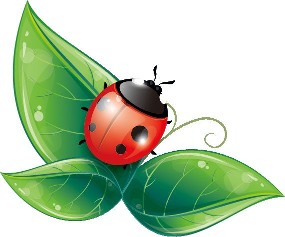 Листик Божья коровка без фона