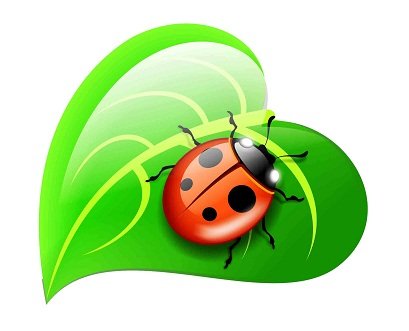 Божья коровка на листочке рисунок