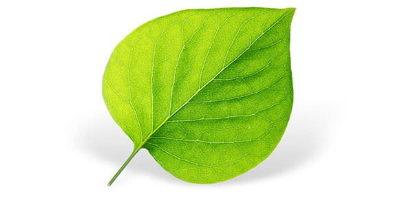 Лист сирени на белом фоне